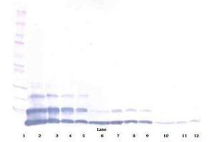 Image no. 2 for anti-Resistin Like beta (RETNLB) antibody (ABIN465494) (RETNLB antibody)
