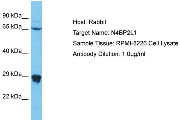N4BP2L1 antibody  (C-Term)
