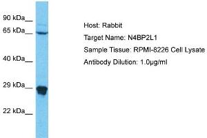 Host: Rabbit Target Name: N4BP2L1 Sample Type: RPMI-8226 Whole Cell lysates Antibody Dilution: 1. (N4BP2L1 antibody  (C-Term))