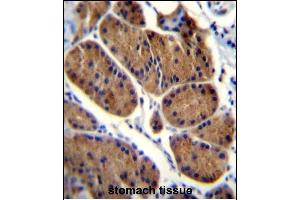 NDUFS8 Antibody (Center) (ABIN656483 and ABIN2845762) immunohistochemistry analysis in formalin fixed and paraffin embedded human stomach tissue followed by peroxidase conjugation of the secondary antibody and DAB staining.