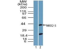 Image no. 2 for anti-NK2 Homeobox 5 (NKX2-5) (AA 300-324) antibody (ABIN960279) (NK2 Homeobox 5 antibody  (AA 300-324))