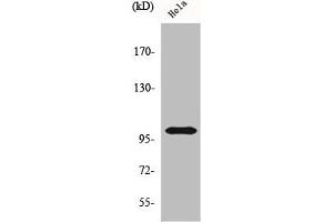 Western Blot analysis of HeLa cells using HSP105 Polyclonal Antibody (HSPH1 antibody  (C-Term))
