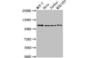 Western Blot Positive WB detected in: MCF-7 whole cell lysate, Hela whole cell lysate, Jurkat whole cell lysate, NIH/3T3 whole cell lysate All lanes: EPHB3 antibody at 2. (EPH Receptor B3 antibody  (AA 261-390))