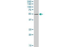 STAU1 MaxPab rabbit polyclonal antibody. (STAU1/Staufen antibody  (AA 1-577))
