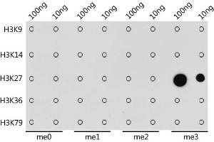 Dot-blot analysis of all sorts of methylation peptides using TriMethyl-Histone H3-K27 antibody (ABIN7267698) at 1:1000 dilution. (Histone 3 antibody  (H3K27me3))