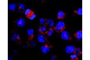 Immunofluorescence staining of vesicles (red) in RBL-2H3 (rat basophilic leukemia cell line) using Kinesin (heavy chain) monoclonal antibody, clone KN-03 . (Kinesin (heavy chain) antibody)