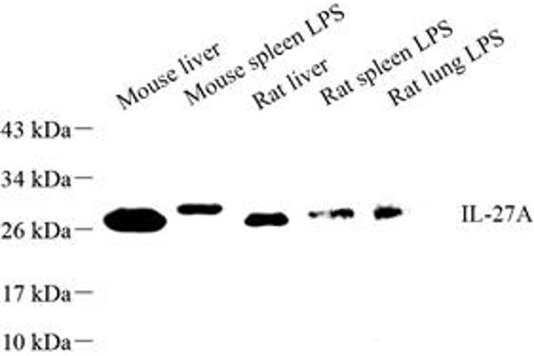 IL27 antibody