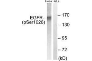 Western blot analysis of extracts from HeLa cells treated with TSA 400nM 24H, using EGFR (Phospho-Ser1026) Antibody. (EGFR antibody  (pSer1026))