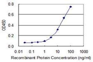 Detection limit for recombinant GST tagged HS3ST2 is 0. (HS3ST2 antibody  (AA 268-367))