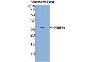 Western Blotting (WB) image for anti-Ribonuclease/angiogenin Inhibitor 1 (RNH1) (AA 218-444) antibody (ABIN1860442) (RNH1 antibody  (AA 218-444))