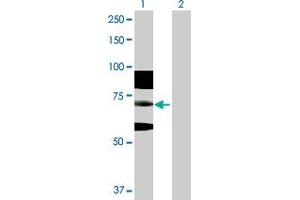 Western Blot analysis of RNF168 expression in transfected 293T cell line by RNF168 MaxPab polyclonal antibody. (RNF168 antibody  (AA 1-571))