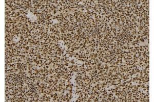 ABIN6277541 at 1/100 staining Mouse spleen tissue by IHC-P.