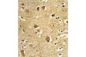 Formalin-fixed and paraffin-embedded human brain tissue reacted with SLC22A6 Antibody (C-Term), which was peroxidase-conjugated to the secondary antibody, followed by DAB staining. (SLC22A6 antibody  (C-Term))