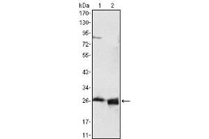 Western Blot showing using APOA1 antibody used against HepG2 cell lysate (1) and human serum (2).
