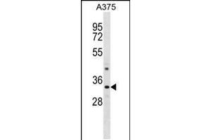 Western blot analysis in A375 cell line lysates (35ug/lane). (PRR7 antibody  (C-Term))