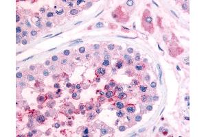 Anti-PDE3A antibody IHC of human testis. (PDE3A antibody  (N-Term))