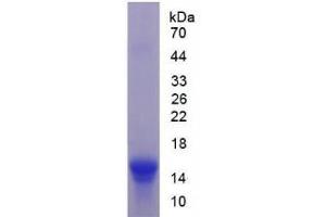 SDS-PAGE analysis of Mouse Urocortin 2 Protein. (Urocortin 2 Protein (UCN2))
