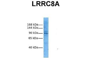 Host:  Rabbit  Target Name:  LRRC8A  Sample Tissue:  Human HepG2  Antibody Dilution:  1.