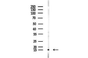 Western blot analysis of lysates from F10-LUC cells(UV,30 min treatment), using Galectin 1 Antibody at 1/1000 dilution.