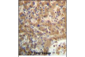 SEC14L4 Antibody (N-term) (ABIN657169 and ABIN2846302) immunohistochemistry analysis in formalin fixed and paraffin embedded human liver tissue followed by peroxidase conjugation of the secondary antibody and DAB staining.