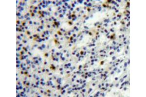 IHC-P analysis of spleen tissue, with DAB staining. (PF4 antibody  (AA 30-105))