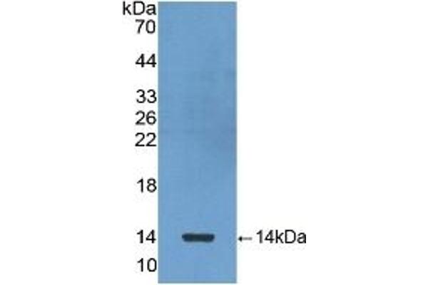 CXCL7 抗体  (AA 59-128)