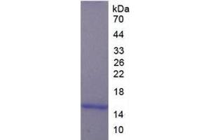 SDS-PAGE of Protein Standard from the Kit (Highly purified E. (Luteinizing Hormone ELISA Kit)