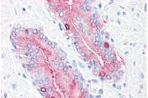 Anti-SYNGR2 / Synaptogyrin 2 antibody  ABIN1049373 IHC staining of human, prostate. (SYNGR2 antibody  (Internal Region))