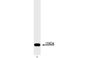 Western Blotting (WB) image for anti-Cytochrome C, Somatic (CYCS) antibody (ABIN967529) (Cytochrome C antibody)