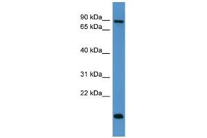 WB Suggested Anti-App Antibody Titration: 0. (APP antibody  (C-Term))
