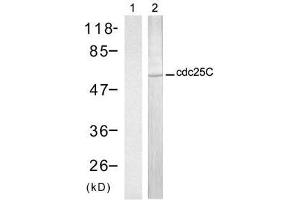 Western blot analysis of extract from HT-29 cells, using cdc25C (Ab-216) antibody (E021145, Lane 1 and 2). (CDC25C antibody)