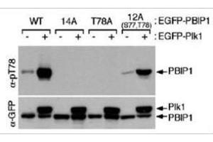 Western blot using  affinity purified anti-MLF1IP pT78 antibody shows detection of MLF1IP phosphorylated at Thr78. (MLF1 antibody  (pThr78))