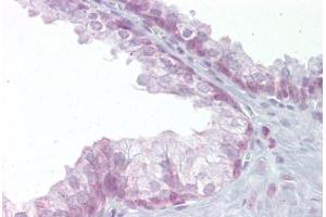 Anti-EDF1 antibody IHC staining of human prostate. (EDF1 antibody  (C-Term))