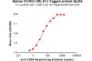 CCR4 Protein (AA 1-39) (Fc Tag)