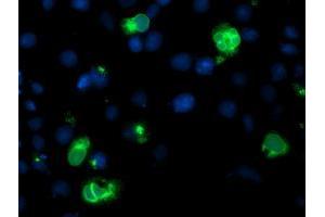 Immunofluorescence (IF) image for anti-Lipoprotein Lipase (LPL) (AA 28-475) antibody (ABIN1491321) (Lipoprotein Lipase antibody  (AA 28-475))
