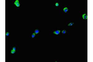 Immunofluorescent analysis of HepG2 cells using ABIN7174928 at dilution of 1:100 and Alexa Fluor 488-congugated AffiniPure Goat Anti-Rabbit IgG(H+L) (KIAA513 (AA 1-301) antibody)
