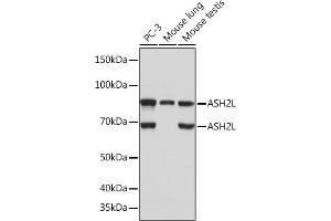 Western blot analysis of extracts of various cell lines, using L Rabbit mAb (ABIN7270266) at 1:1000 dilution. (ASH2L antibody)