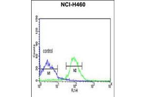 Flow cytometric analysis of NCI-H460 cells (right histogram) compared to a negative control cell (left histogram). (FKBP9 antibody  (N-Term))