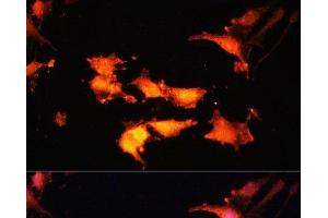 Immunofluorescence analysis of C6 cells using FLCN Polyclonal Antibody at dilution of 1:100. (FLCN antibody)