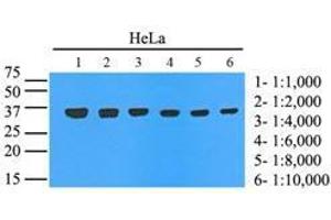 Cell lysates of HeLa (35 ug) were resolved by SDS-PAGE, transferred to nitrocellulose membrane and probed with anti-human GAPDH.