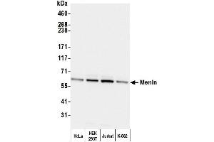 Western Blotting (WB) image for anti-Multiple Endocrine Neoplasia 1 (MEN1) (C-Term) antibody (ABIN7454589) (Menin antibody  (C-Term))
