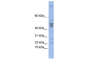 WB Suggested Anti-POLE4 Antibody Titration:  0. (POLE4 antibody  (N-Term))