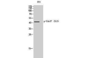 Western Blotting (WB) image for anti-Cell Division Cycle 37 Homolog (S. Cerevisiae) (CDC37) (pSer13) antibody (ABIN3179692) (CDC37 antibody  (pSer13))