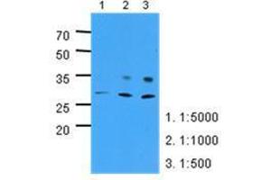 Image no. 1 for anti-Pyridoxamine 5'-Phosphate Oxidase (PNPO) (AA 57-261) antibody (ABIN782454) (PNPO antibody  (AA 57-261))
