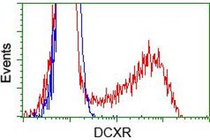 Image no. 3 for anti-Dicarbonyl/L-Xylulose Reductase (DCXR) antibody (ABIN1497784) (DCXR antibody)