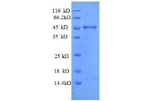 SDS-PAGE (SDS) image for Matrix Metallopeptidase 7 (Matrilysin, Uterine) (MMP7) (AA 95-267), (full length) protein (GST tag) (ABIN1095680)