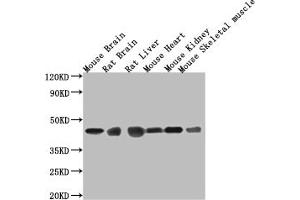 Western Blot Positive WB detected in: Mouse brain tissue, Mouse stomach tissue, Mouse skeletal muscle tissue, Rat heart tissue, Rat liver tissue, Rat spleen tissue All lanes: Fgf15 antibody at 3. (FGF15 antibody  (AA 26-218))