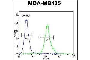 M4A4A Antibody (N-term) (ABIN654770 and ABIN2844450) flow cytometric analysis of MDA-M cells (right histogram) compared to a negative control cell (left histogram).