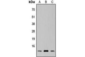 Western blot analysis of SUPT4H expression in HeLa (A), NS-1 (B), PC12 (C) whole cell lysates. (SUPT4H antibody  (C-Term))