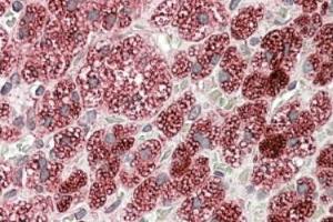 AP23662PU-N Cyb5r3 antibody staining of paraffin embedded Human Adrenal Gland at 3. (CYB5R3 antibody  (C-Term))
